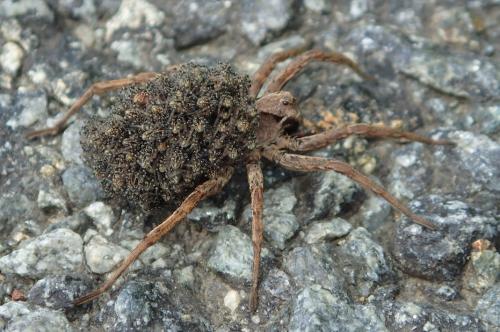 Alopecosa inquilina